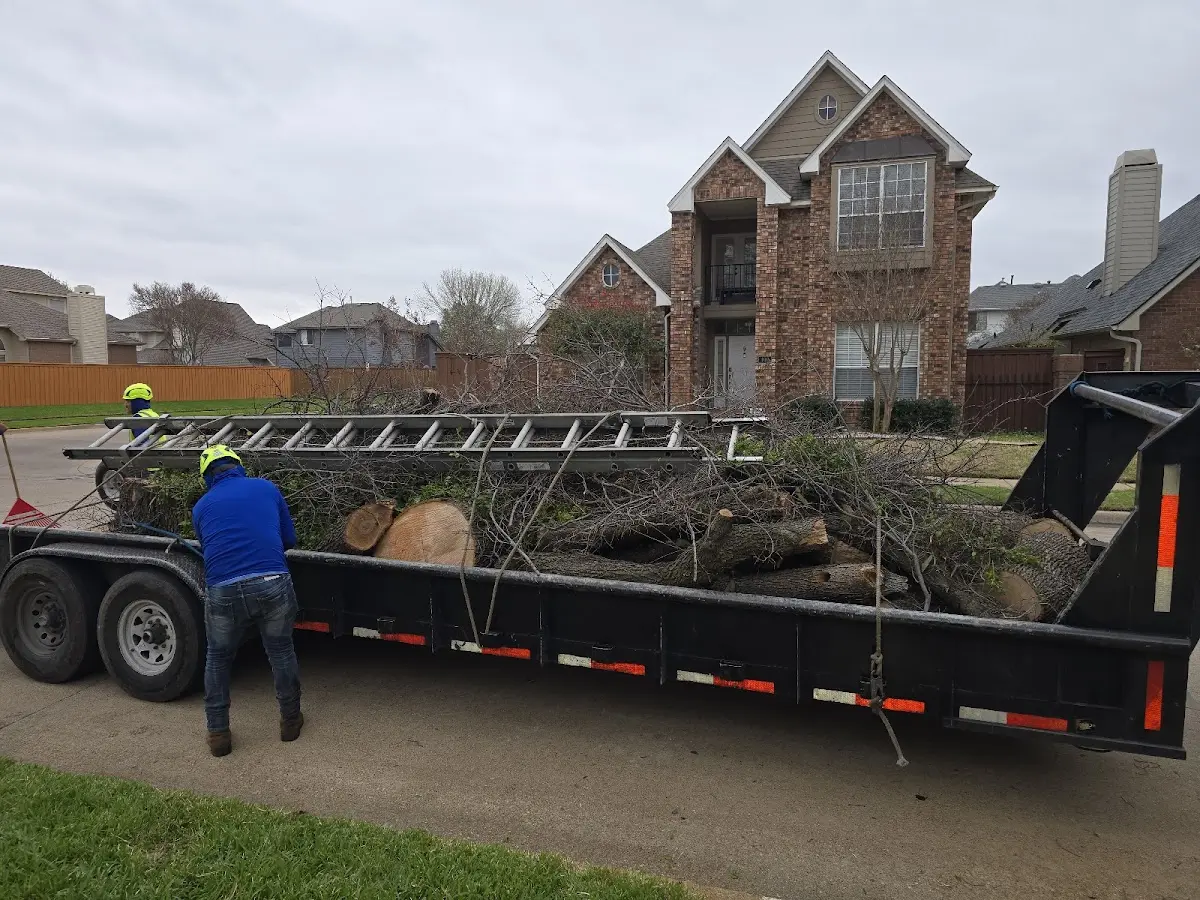 Expert Tree Removal with proper safety equipment in New Haven